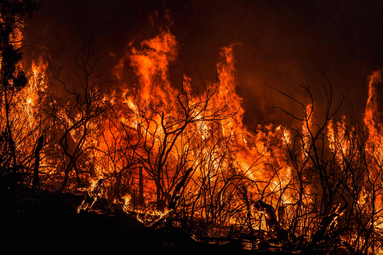 A forest fire rages near the town of Melloula in northwestern Tunisia close to the border with Algeria on Monday. (AFP)