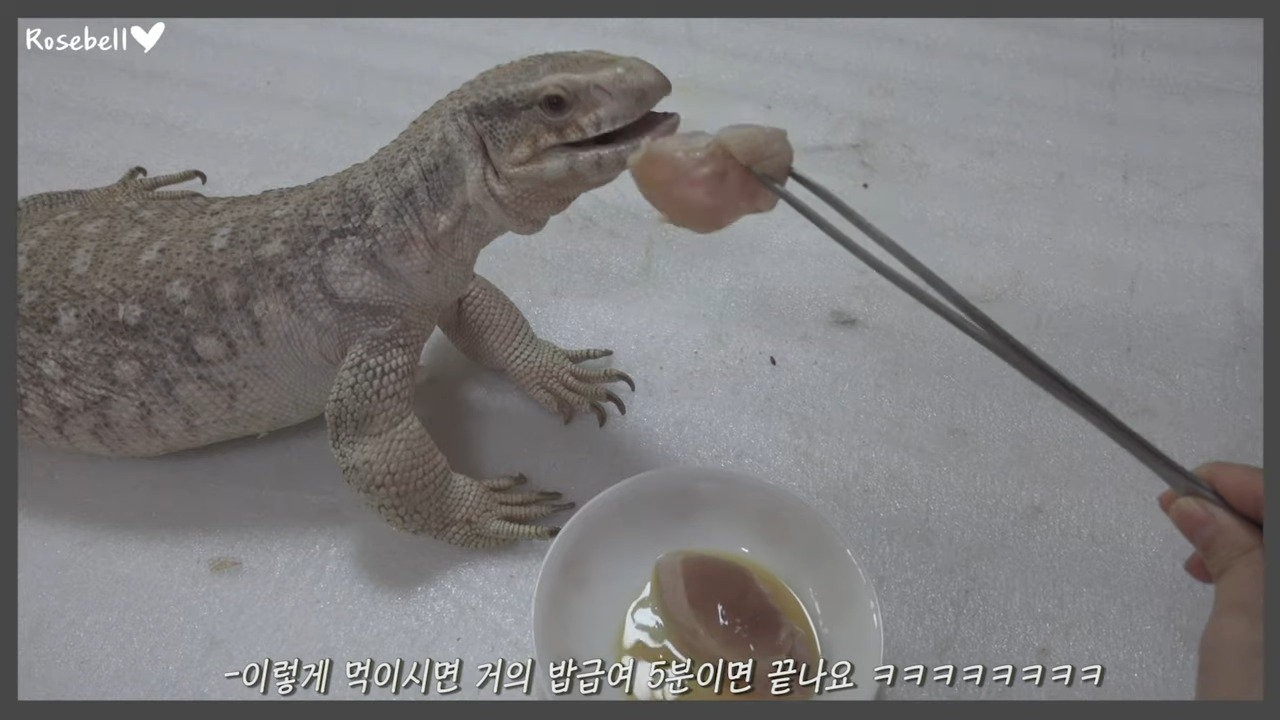 사바나왕도마뱀. [유튜브 'rose_bell로즈벨']