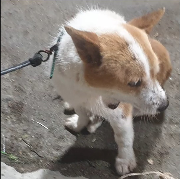 [동물권단체 케어 페이스북]