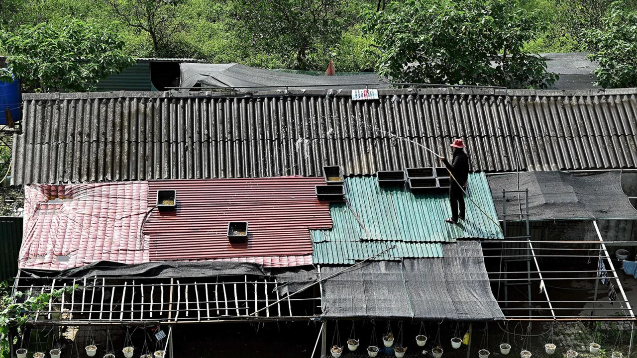베트남 여성이 뜨겁게 달궈진 지붕에 물을 뿌려 냉각시키는 모습[AFP]