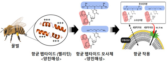 양친매성 구조를 가지는 화합물을 이용한 다제 내성균에 대한 항균 활성 모식도.[KBSI 제공]