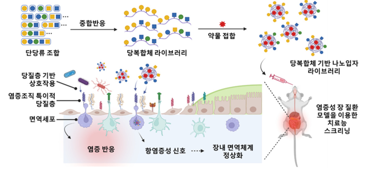 염증성 장 질환 치료용 당복합체 기반 나노 의약 플랫폼 개발 모식도.[KAIST 제공][KAIST 제공]