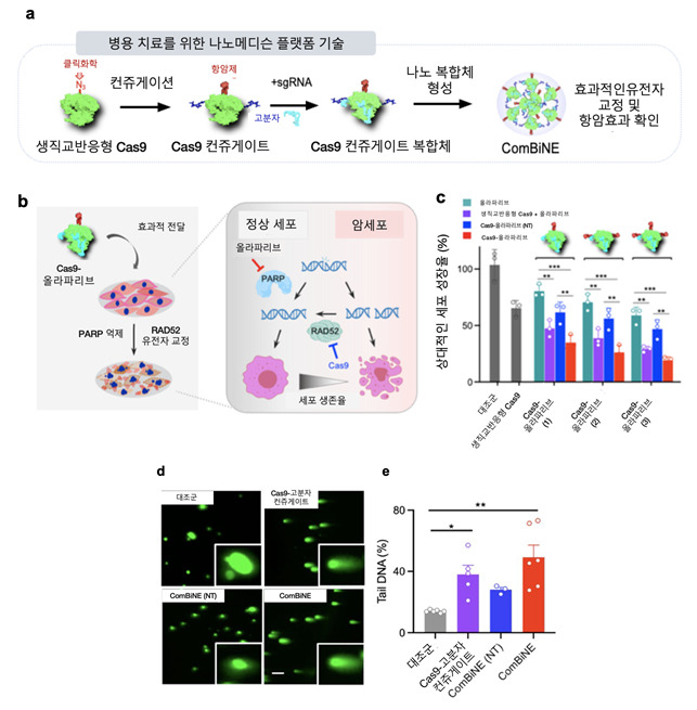 생직교반응 기반 병용 치료용 크리스퍼 나노복합체 콤바인 제조 및 기능.[KAIST 제공]