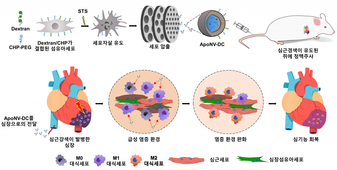 심근경색 치료 메커니즘.[KIST 제공]