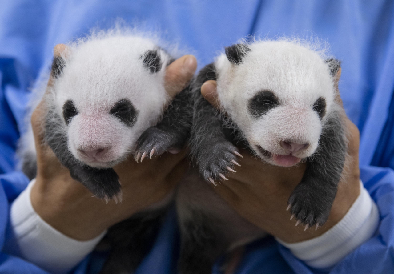 180g, 140g으로 태어난 국내 첫 쌍둥이 판다의 생후 한 달째 모습 (왼쪽 첫째, 오른쪽 둘째). 현재 몸무게는 1.1kg, 1.2kg으로 출생 당시보다 각각 6배, 8배 이상 증가하며 건강하게 성장하고 있다. [에버랜드 제공]