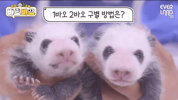 [에버랜드 유튜브 채널]