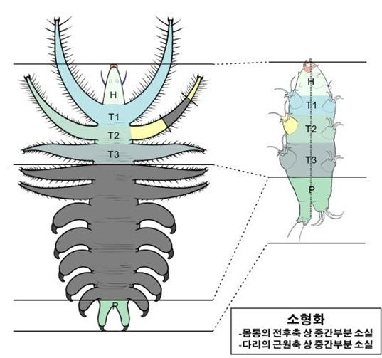 루올리샤니드(왼쪽)와 물곰(오른쪽)[극지연구소 제공]