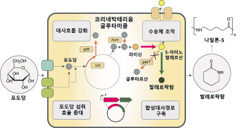나일론-5 단량체인 발레로락탐 생산 미생물 개발 전략 [KAIST 제공]