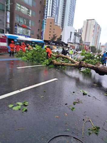 제6호 태풍 카눈의 영향으로 부산 지역에 태풍경보가 발효된 가운데 10일 오전 부산 중구의 한 도로에 가로수가 쓰러졌다. [부산소방재난본부 제공]