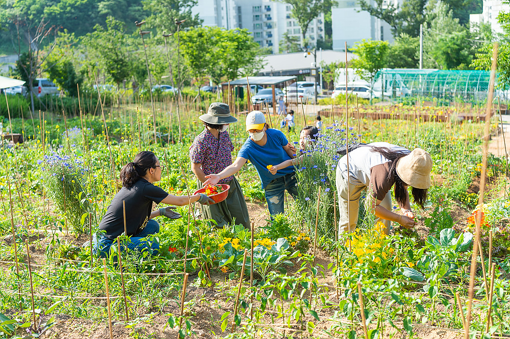 양천구 도시농업공원에서 구민들이 텃밭을 가꾸고 있는 모습. [양천구 제공]