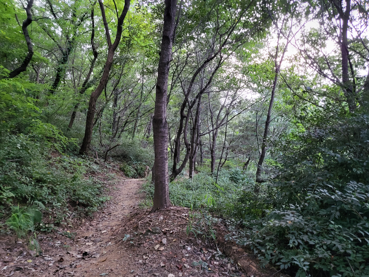 강간상해 사건이 발생한 서울 시내 한 공원 인근 야산. 박혜원 기자