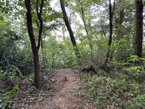 성폭행 사건이 발생한 서울 관악구 신림동 야산.[사진=연합]