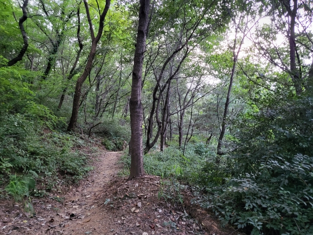 강간&darr;상해 사건이 발생한 서울 시내 한 공원 인근 야산. 박혜원 기자