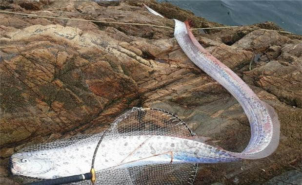 국립해양생물자원관이 지난 14일 오전 6시쯤 전북 군산에서 남쪽으로 40km가량 떨어진 고군산군도 말도 해안가로 떠밀려온 2ｍ가량의 산갈치를 갯바위 낚시객이 발견해 기증했다고 23일 밝혔다. [연합]