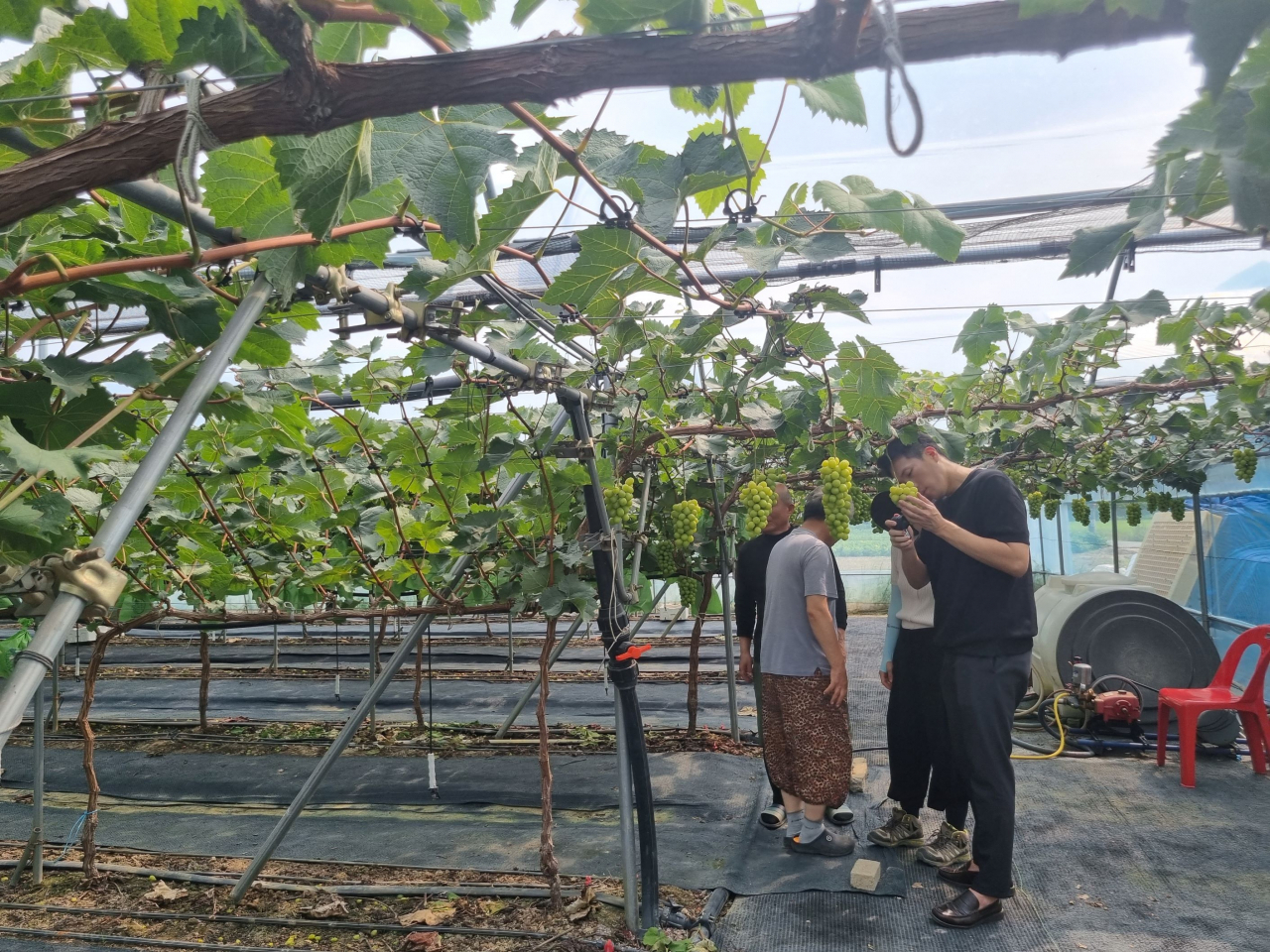 경산시 샤인머스캣 재배 농가.[경산시 제공]