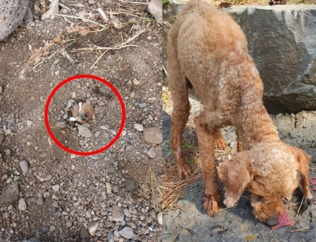 지난해 4월 19일 오전 제주시 애월읍 한 공터에서 살아있는 푸들이 입과 코만 내민 채 생매장된 상태로 발견됐다. 사진은 구조자가 온라인 커뮤니티에 공개한 발견 당시 모습이다. [온라인 커뮤니티 갈무리]