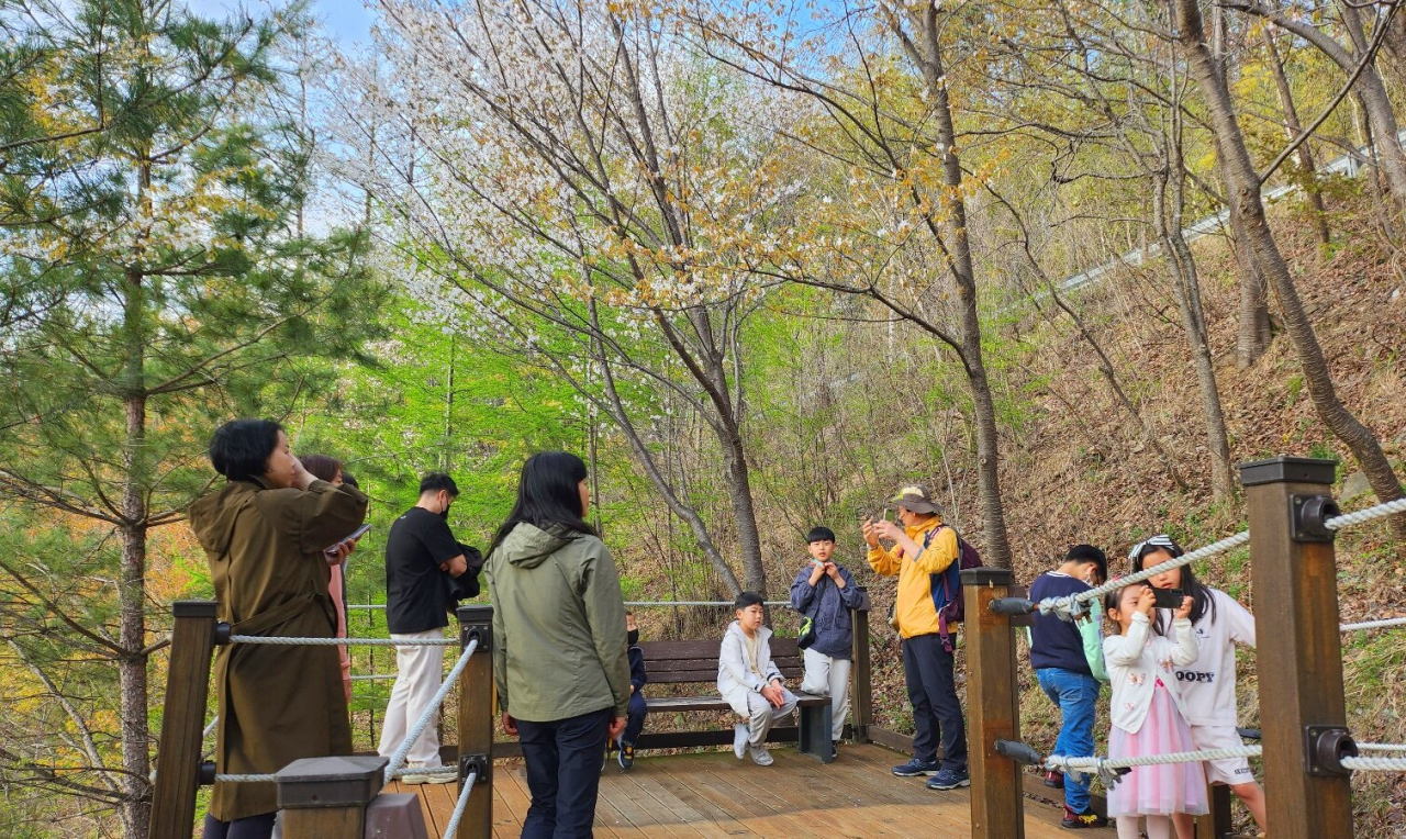 하이원 웰니스 숲 힐링과 해설인문학 산책