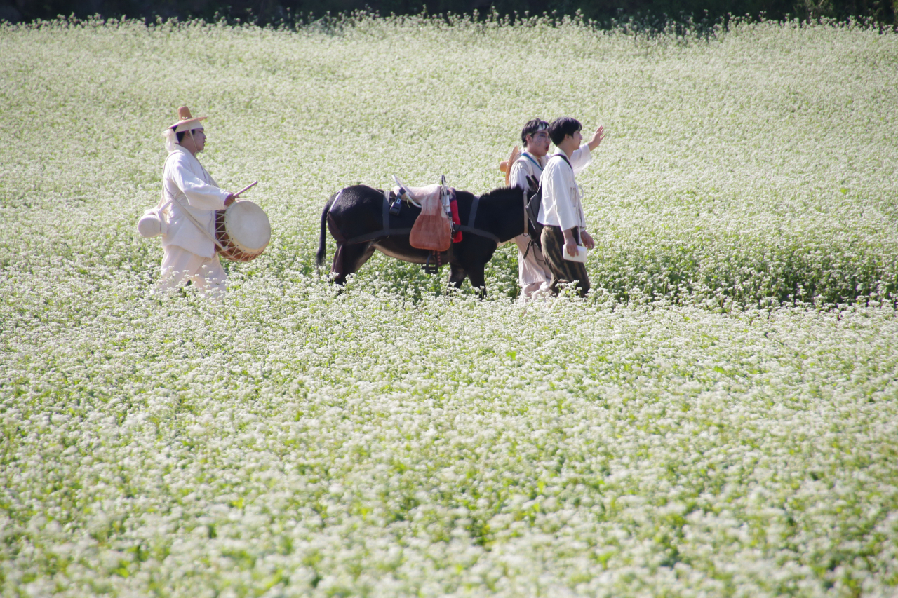 평창 메밀밭 사잇길에서 펼쳐지고 있는 '메밀꽃 필 무렵' 상황극 속 당나귀,허생원,동이