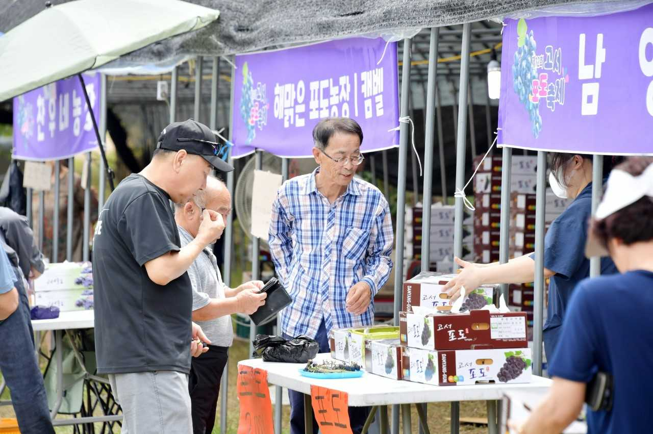 '올여름은 보랏빛 포도로’ 담양 고서포도축제 인기
