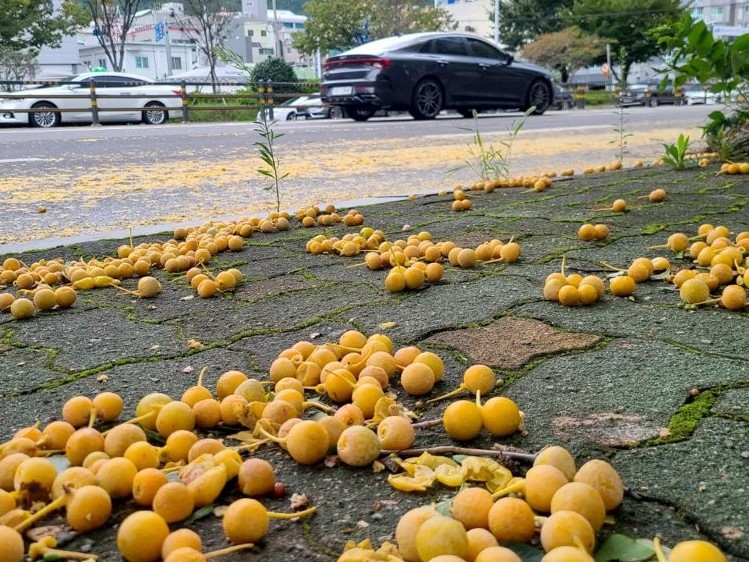 “가을만 되면 은행 악취에 다들 짜증” 악취 악당…놀라운 변신 [지구, 뭐래?]