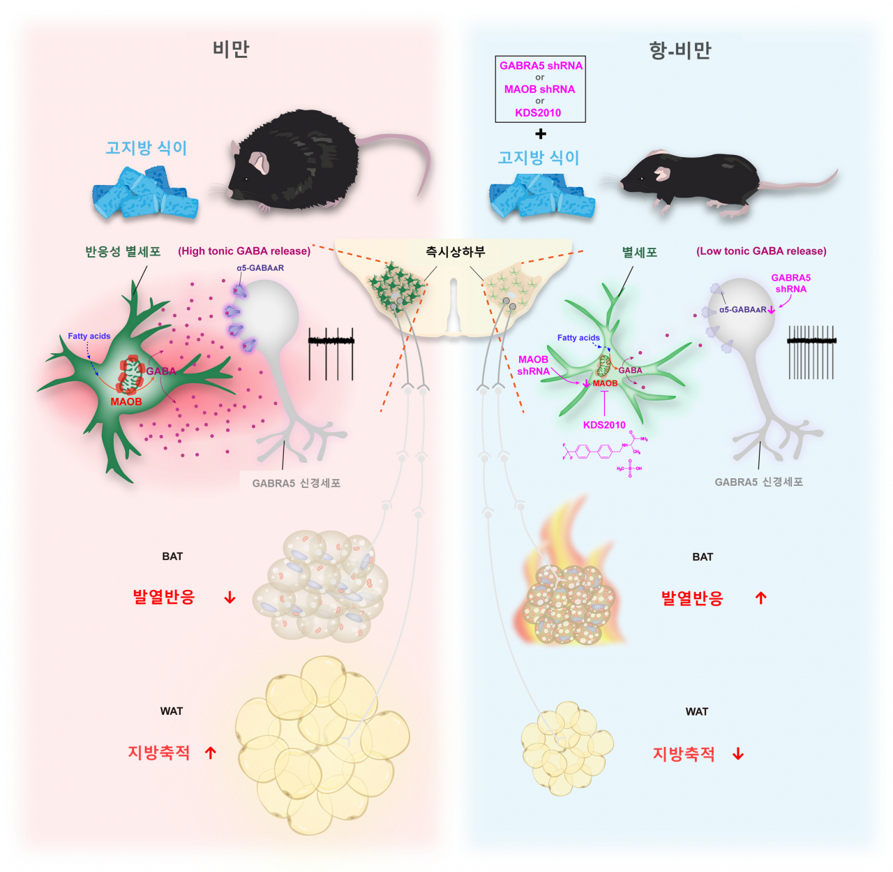 별세포의 지방 대사 조절 모식도.[IBS 제공]