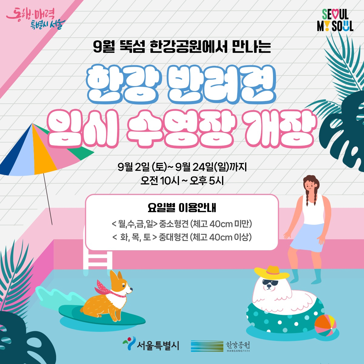 한강 반려견 수영장 홍보 포스터. [서울시 제공]