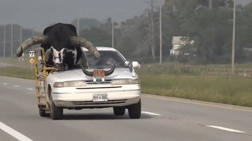 車 조수석에 거대한 정체…설마 ‘황소’ 태우고 질주?