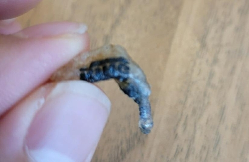 버거킹 햄버거 고기 패티에서 나온 이물질. 이물질은 버거킹 테이프가 고기 패티와 함께 기름에 구워지며 녹아서 뭉쳐진 것으로 파악됐다. [연합]