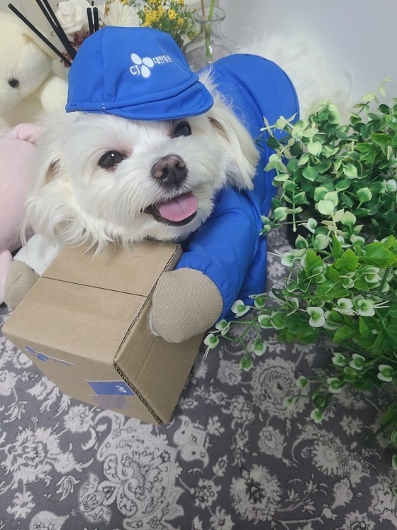 유기견 경태. [온라인 커뮤니티 캡처]