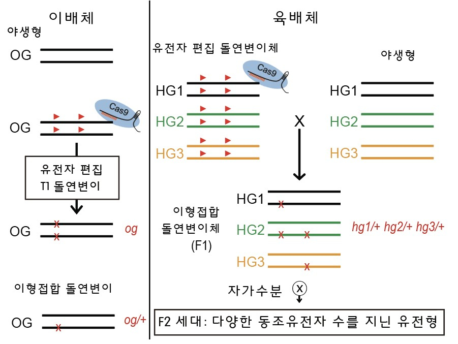 유전자 편집을 이용한 육배체 유전형 분리법.[경상대 제공]