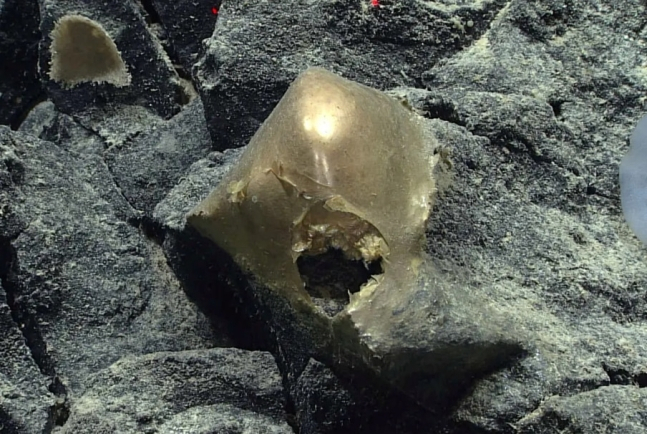 알래스카 심해에서 발견된 황금빛을 띤 물체. [NOAA]