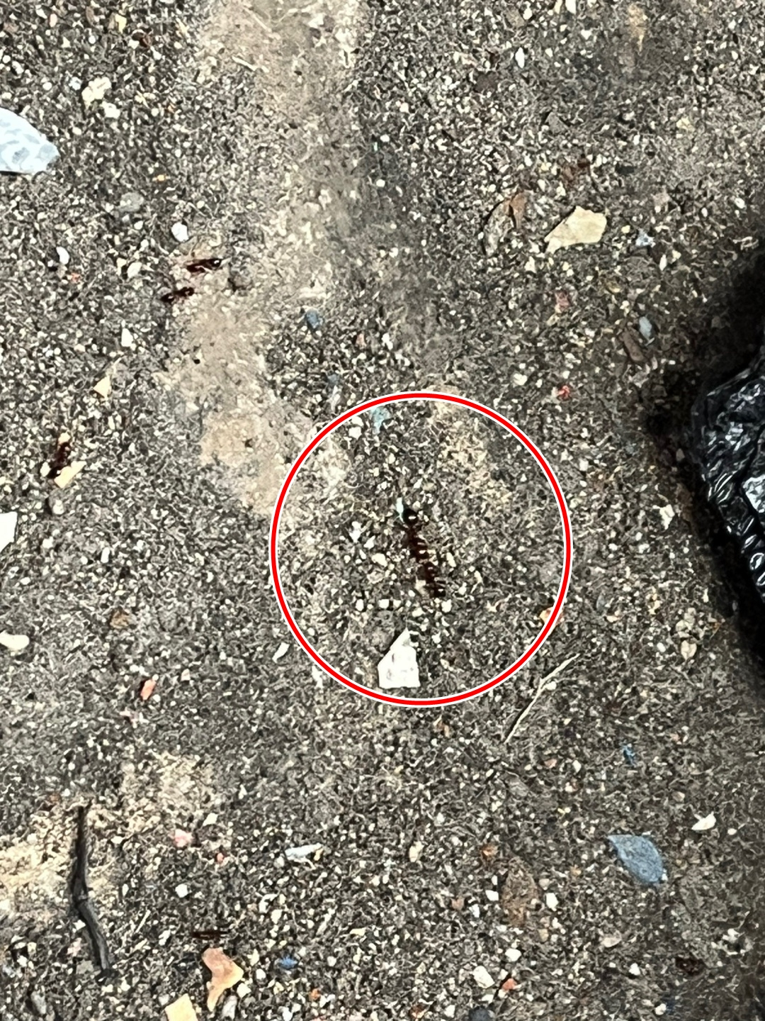 지난 28일 오후 부산항 자성대 부두 컨테이너 야적장에서 발견된 붉은불개미 모습. 방역당국은 붉은불개미가 발견된 지점에서 반경 50ｍ를 방제 구역으로 설정해 외부의 접근을 차단하고 적재된 컨테이너 270여 개에 대해선 이동 제한 조처했다. [연합]