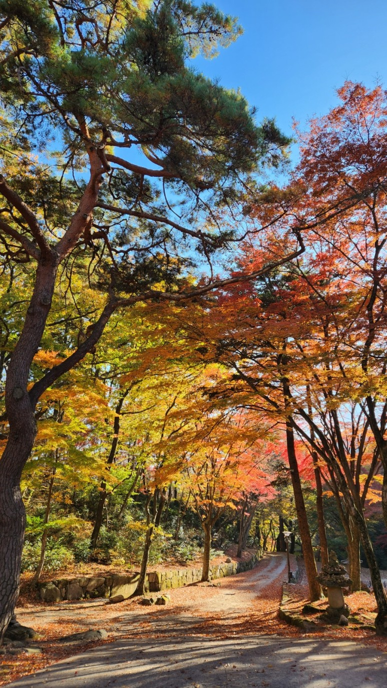 화순 유미사 단풍 숲길