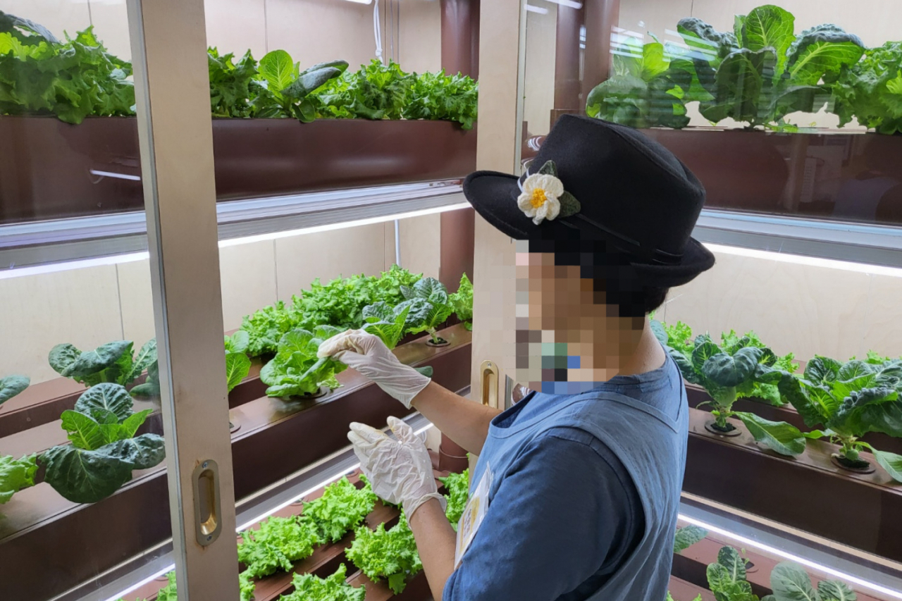서울 강서구 치매안심센터 내 초록기억카페에는 초로기 치매인이 직접 채소를 길러 음료수를 만들어 제공한다. [강서구치매안심센터 제공]