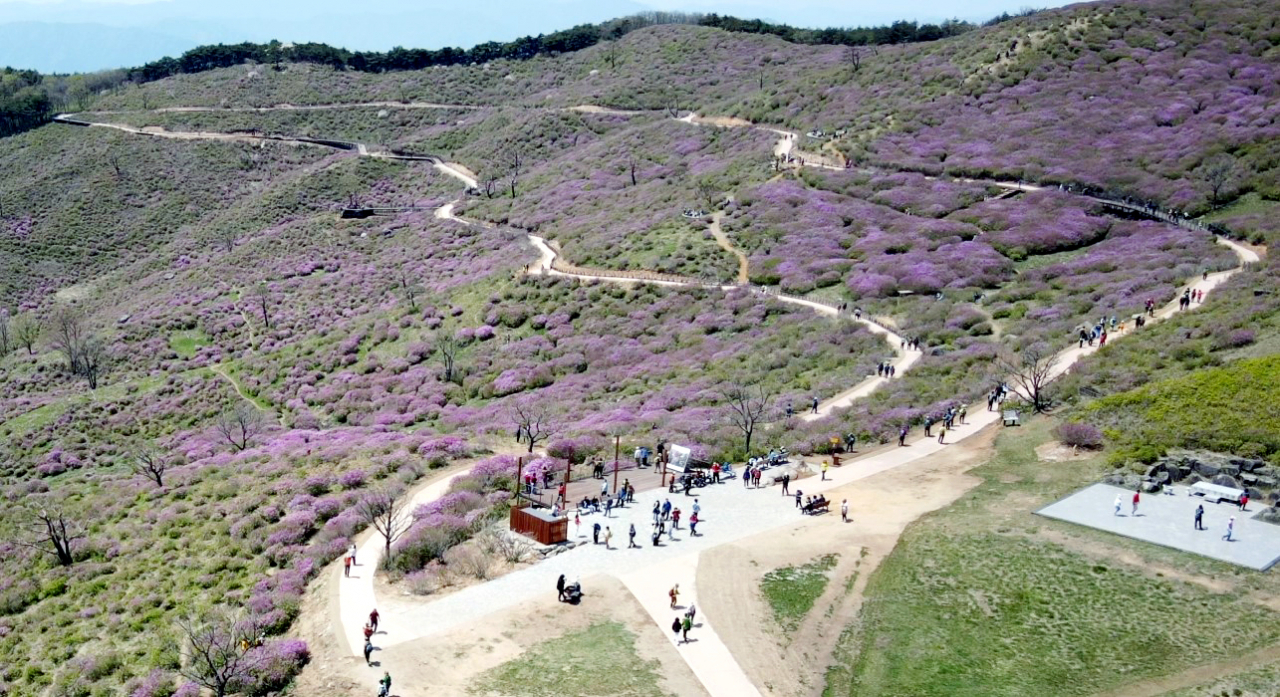 경상남도 합천군 황매산군립공원 철쭉군락지 내 조성된 무장애나눔길[합천군 산림과 제공]