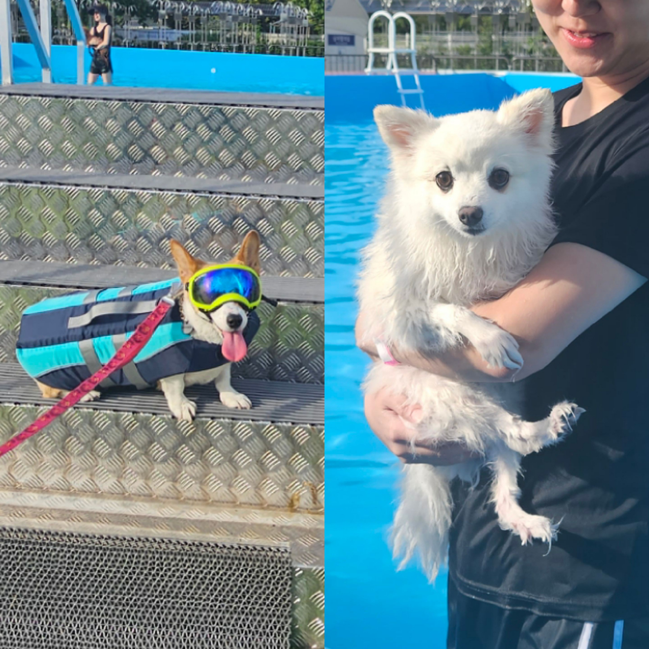 수영장에 들어가기 전 한껏 멋을 냈다.(왼쪽) 수영장에 들어갔다가 나온 강아지의 모습.(오른쪽) 박지영 기자.