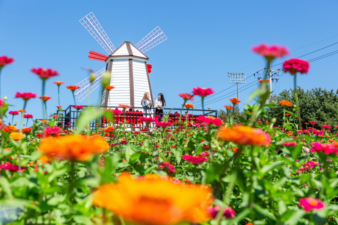 백일홍 축제장