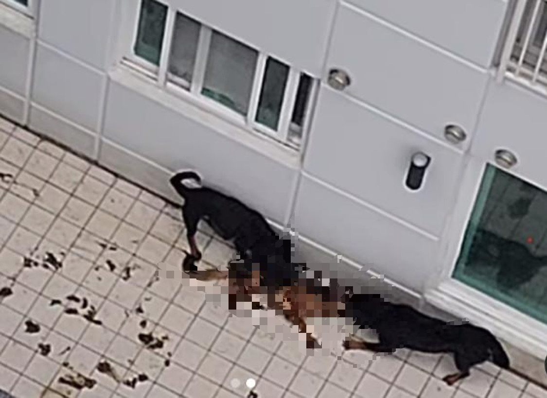 셰퍼드 물어뜯는 맹견 2마리. [인스타그램 캡처]