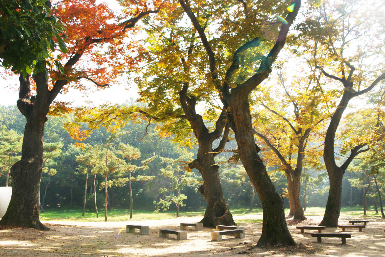 파주 장릉 느티나무길