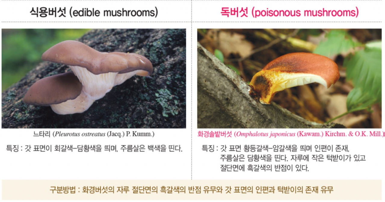 느타리버섯과 화경솔밭버섯