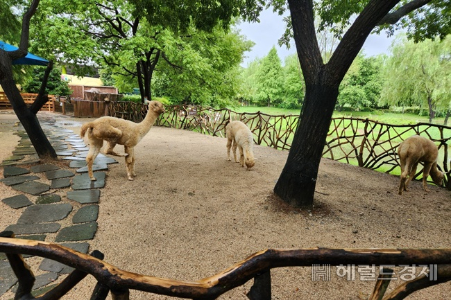 순천만정원박람회장 내 알파카 농장. /박대성 기자.