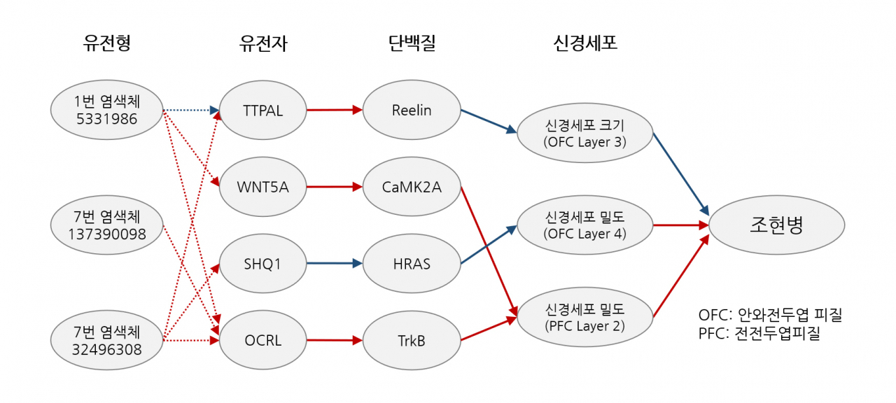 이번 연구로 밝혀낸 조현병 예측 마커와 조현병을 유발하는 원리 모식도.[KAIST 제공]