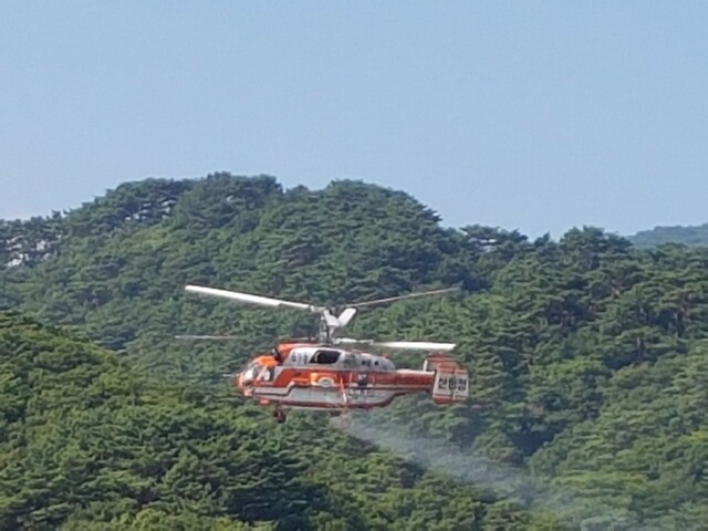 “이래야 진짜 송편?” 솔잎 함부로 넣다간…큰일 납니다 [지구, 뭐래?]