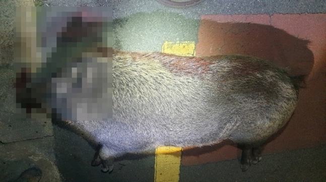 사살된 멧돼지[부산경찰청 제공]