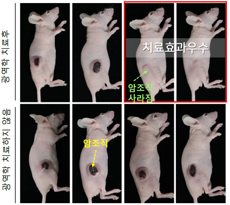 FLICK-알부민결합체를 이용한 삼중음성유방암에 대한 광역학 치료효과.[안전성평가연구소 제공]