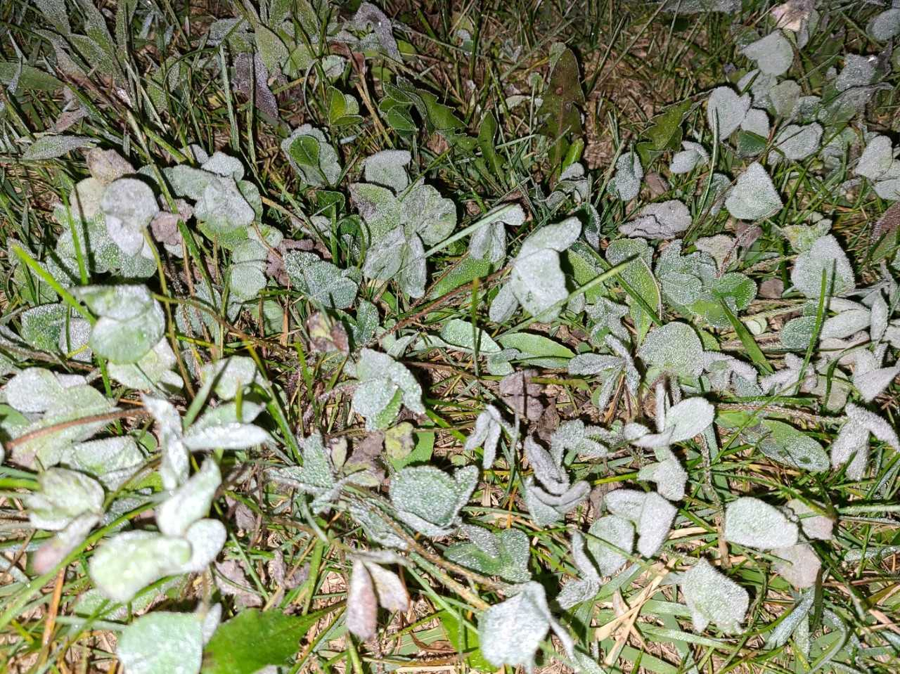 6일 강원 대관령에 내린 올 가을 첫 서리. [기상청 제공]