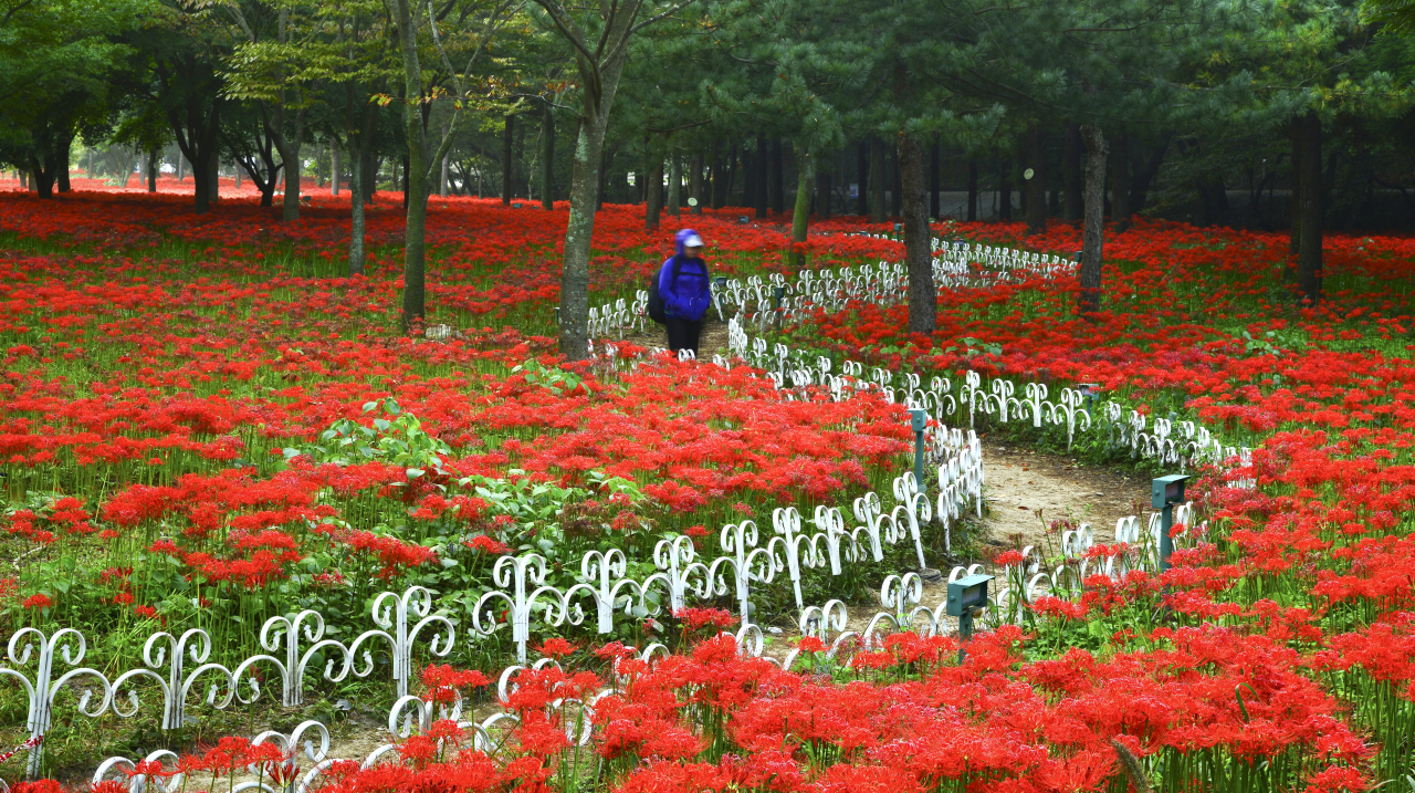 영광 불갑산상사화축제. 지난 연도 모습