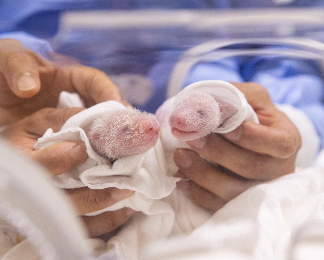 쌍둥이 아기 판다 첫째 루이바오(왼쪽), 둘째 후이바오[삼성물산 제공]