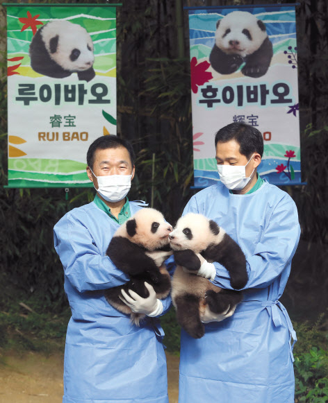 국내 첫 쌍둥이 아기 판다 이름이 공개된 12일 오전 경기 용인에버랜드 동물원 판다랜드에서 강철원(왼쪽) 사육사가 루이바오를, 송영관 사육사가 후이바오를 안고 포즈를 취하고 있다. [연합]