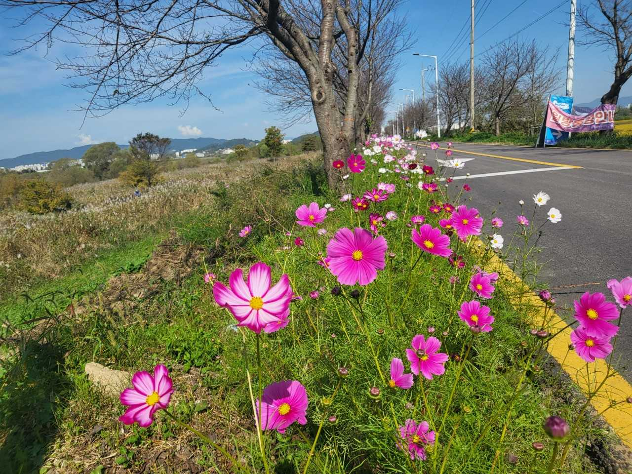 광주시, 극락교&sim;서창교 왕복 10㎞ 코스모스길 조성
